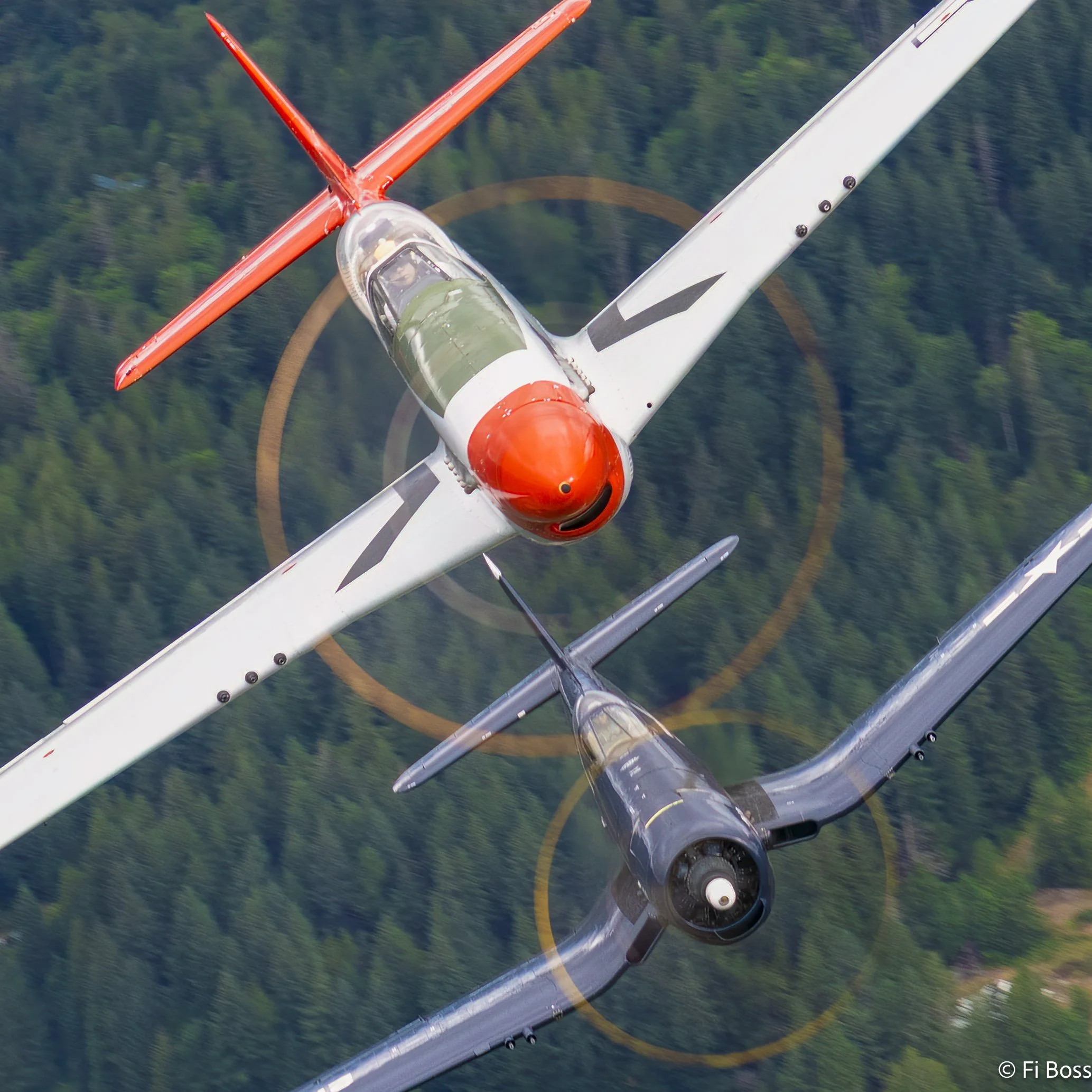 Fiona Leung Avian and Aviation Photos